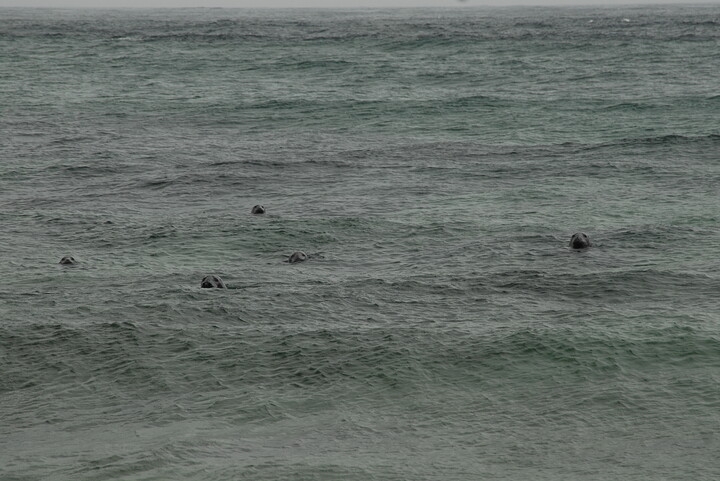 seapuppers