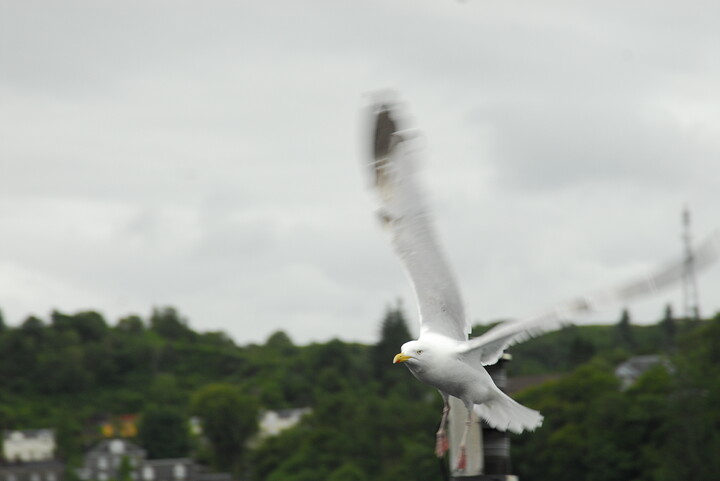 Schottland033