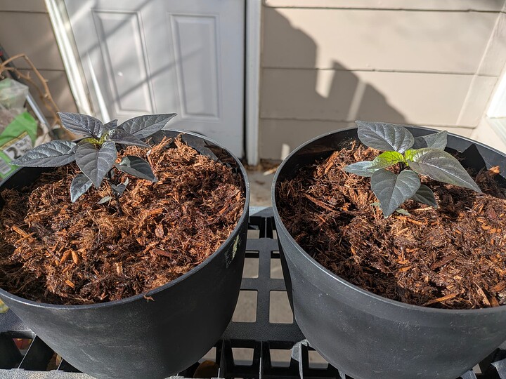 PXL_20241203_185430800