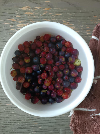 currants_2026-07-12-10-32-33-871