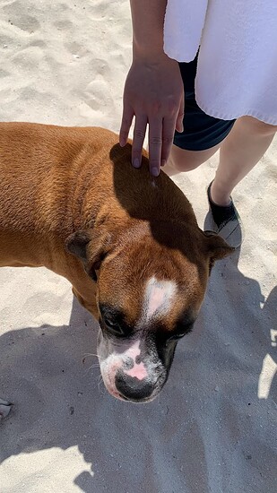 random boxer ran away from owner to follow us down the beach