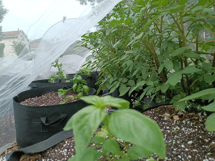 garden05