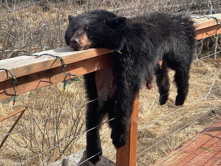 bear skin