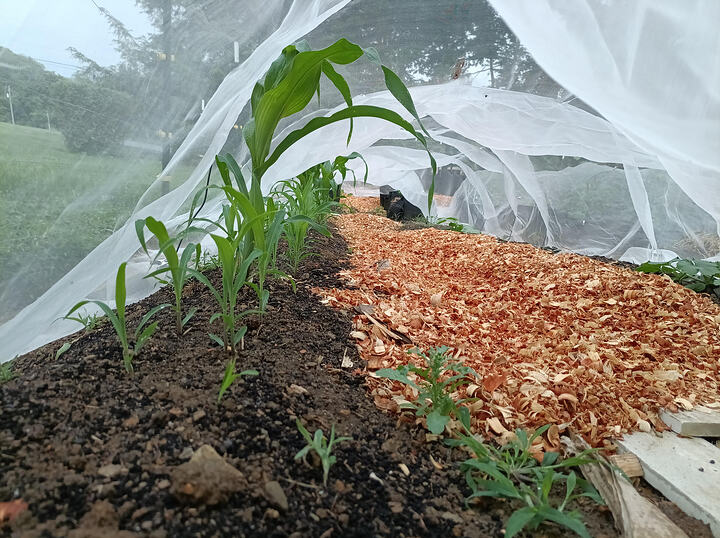 garden01