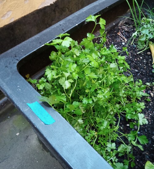 IMG_20250731_194729_068