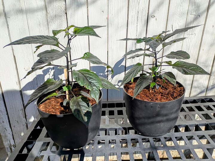 PXL_20250116_193411972~2