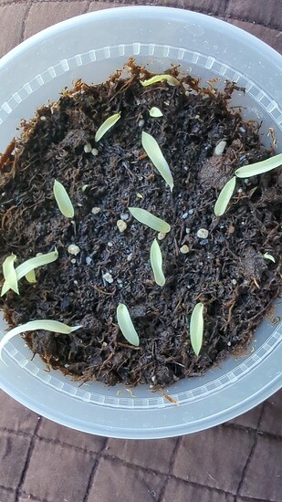 IMG_20250712_140709_923