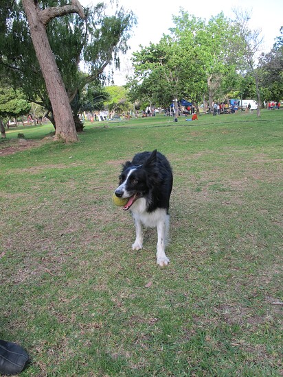 south afrika lokal tv