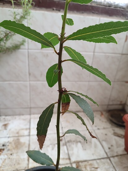 17251028882927251502168700138154