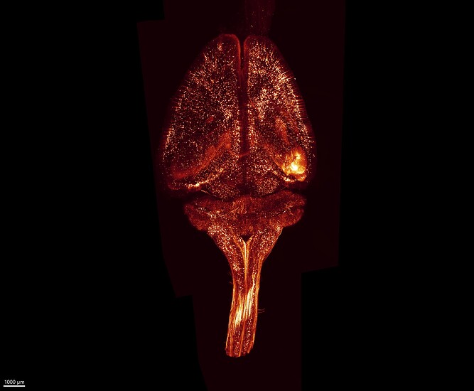 Mouse-Thy1-5x-CNS_fused_2026-01-07_Zoom1
