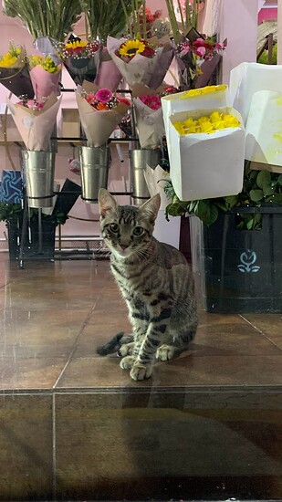 cat in the flower shop