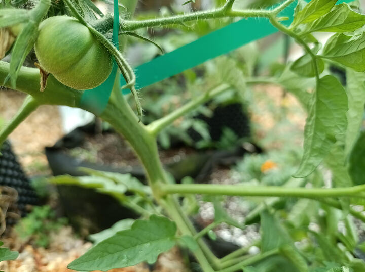 garden04