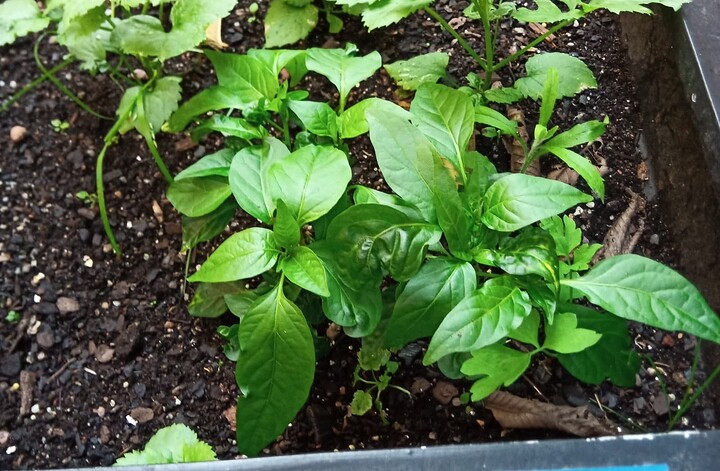 IMG_20250731_194836_204