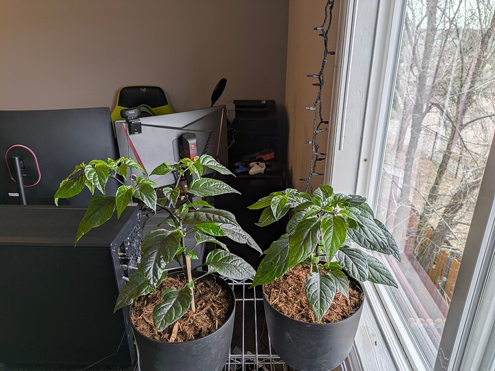 Hallows Eve trying to Flower 01.2025