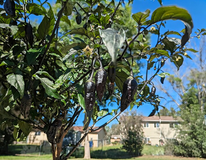 PXL_20250910_163158682.MP~2