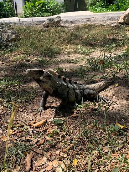 iguana regrowing tail
