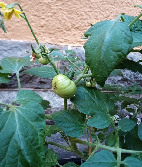 IMG_20250731_194422_292