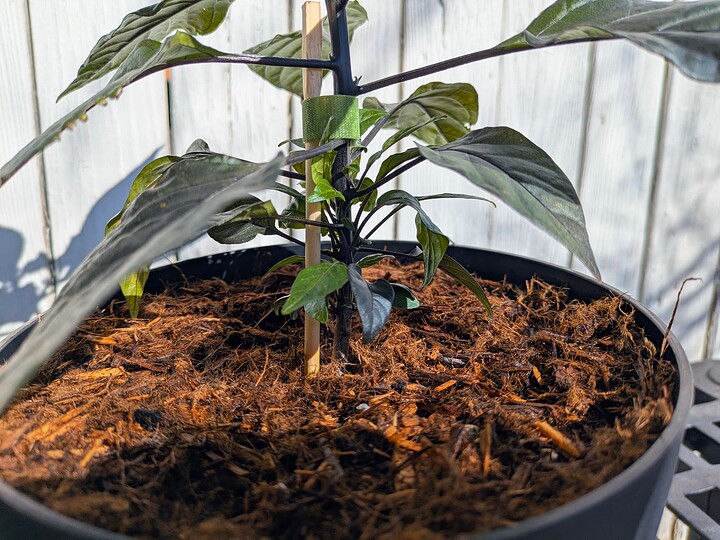 PXL_20250116_192932420~2