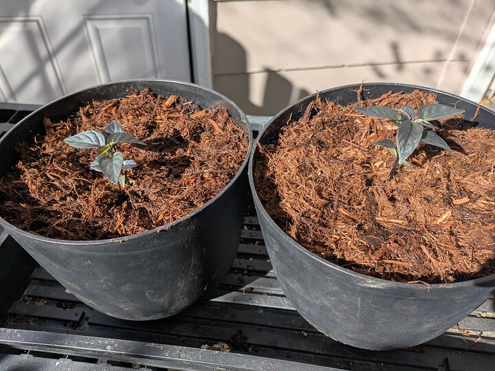 Hallows Eve up-potted