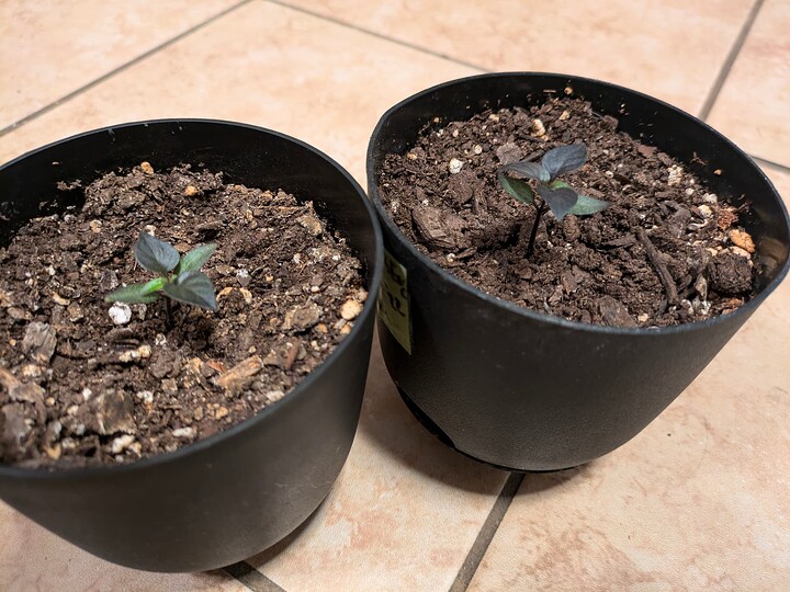 PXL_20241020_234108734