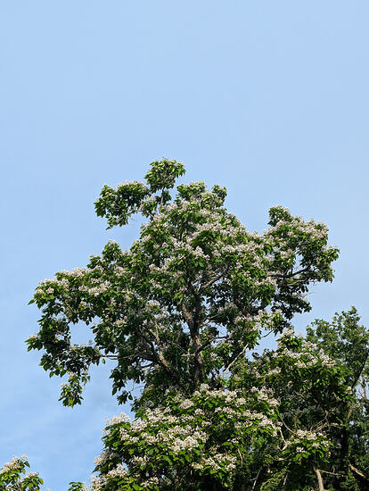 PXL_20260519_225844279 (1)