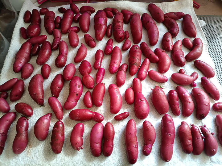 pink-taters1
