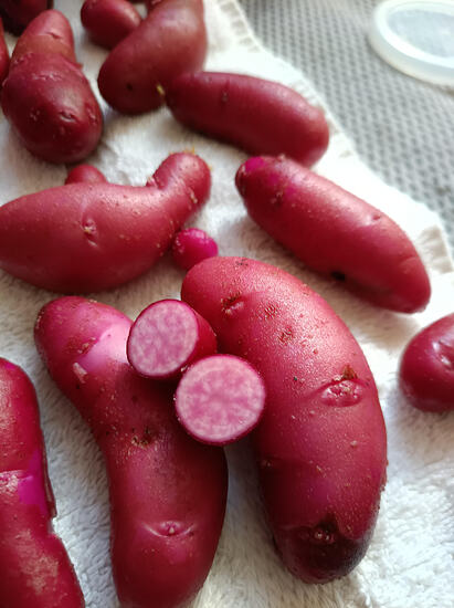 pink-taters