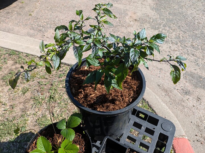 Hallows Eve branches