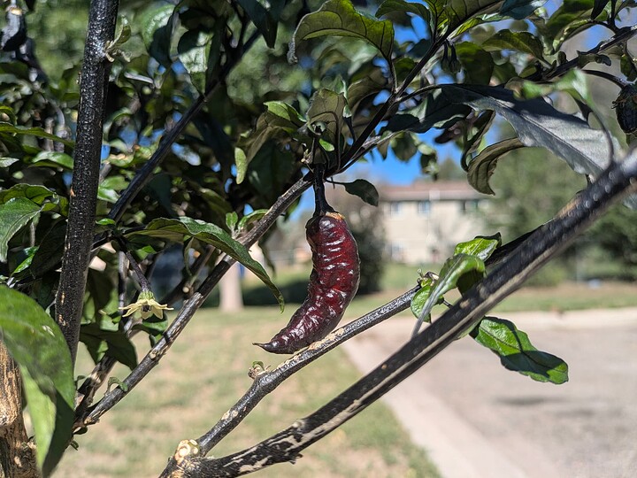 PXL_20250910_163220953