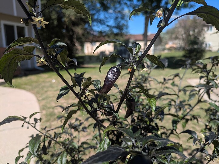 PXL_20250910_162917775