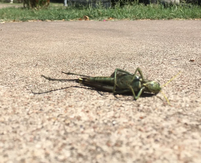 RIP_Grasshopper_Apple_Intelligence