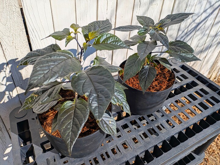 PXL_20250116_193710511~2