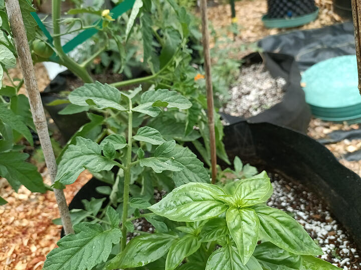 garden03
