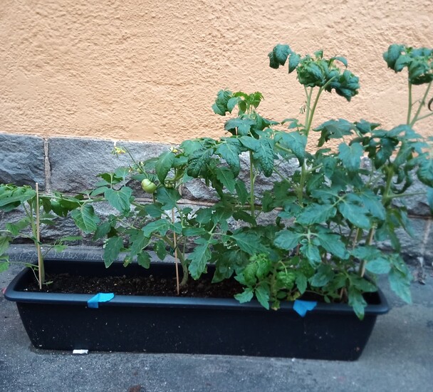 IMG_20250731_194408_299