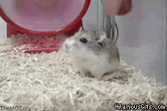 Image and video hosting by HilariousGIFs.com